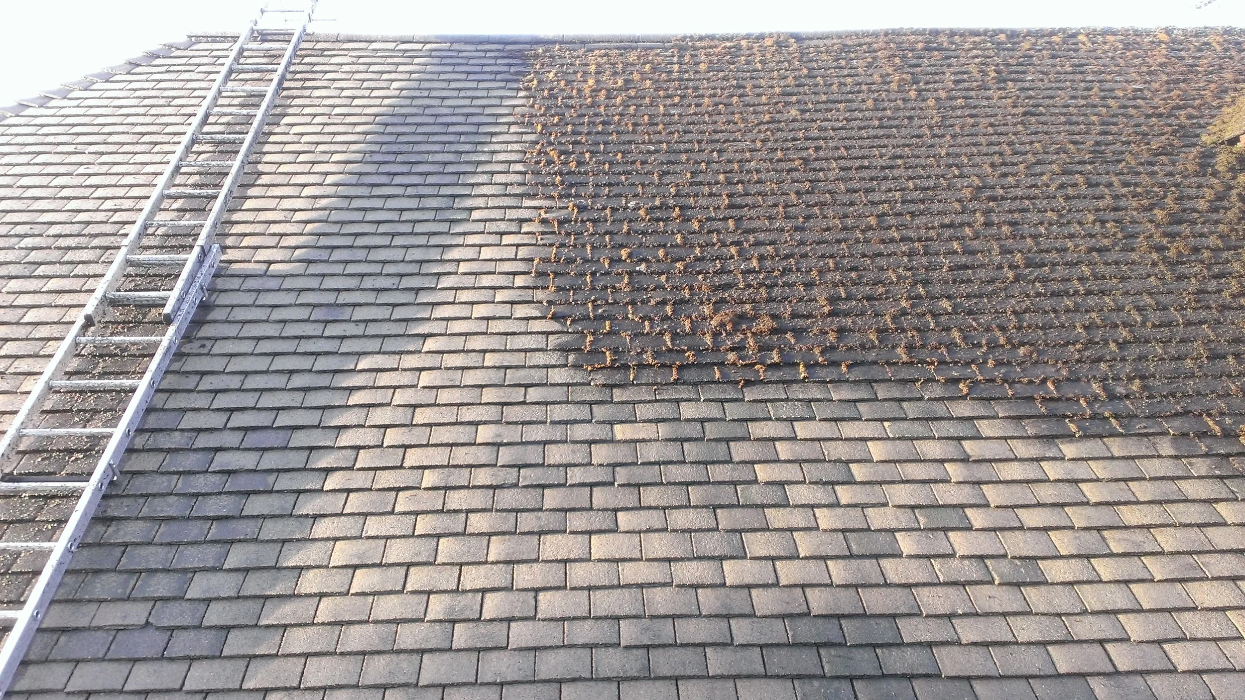 Roof Cleaning & Coating - Image 3